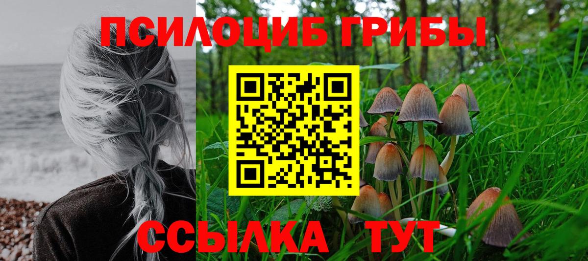 Галлюциногенные грибы Psilocybe Борзя